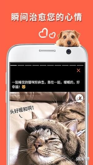 朋宠peco app下载