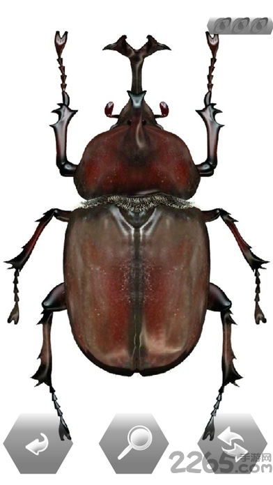 世界的昆虫采取免费版