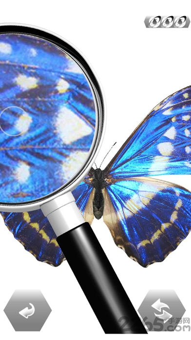 世界的昆虫采取免费版