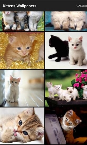 kittens wallpapers手机版下载 